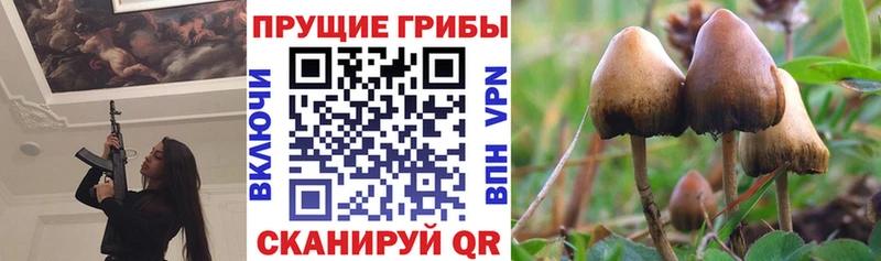 Псилоцибиновые грибы MAGIC MUSHROOMS  где найти наркотики  Прохладный 